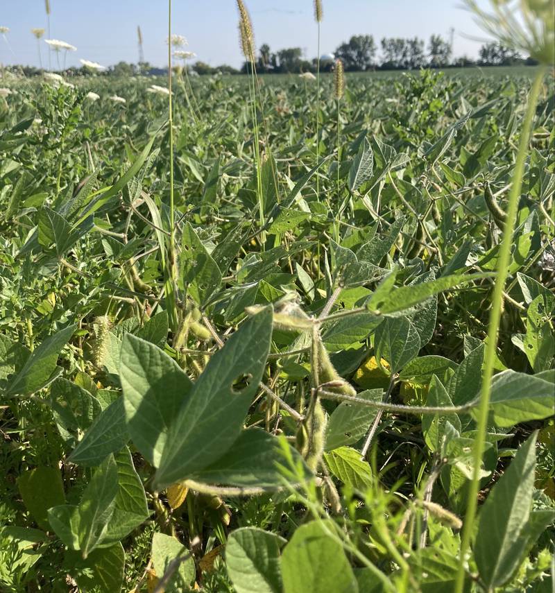 Indiana crop progress.