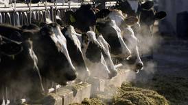 University of Idaho envisions largest research dairy in U.S.