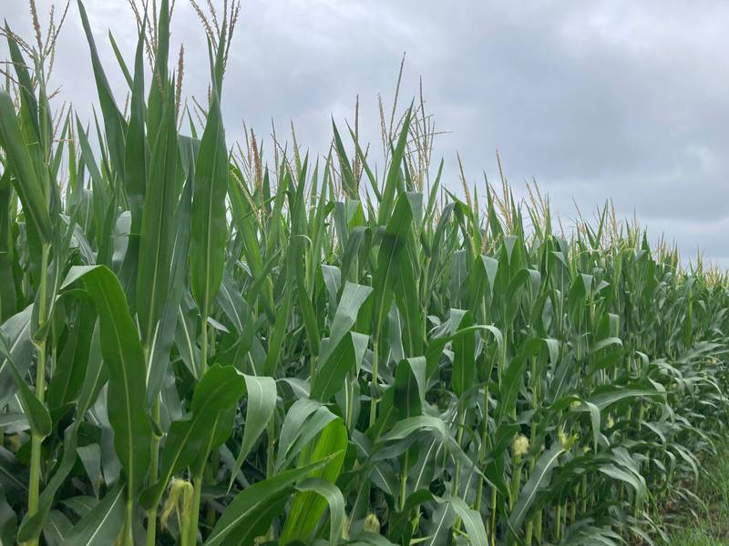 Indiana crop progress for July 25, 2025.