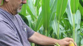 Huge investment in planting crops emphasizes need for crop insurance