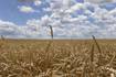 Hamilton, Montgomery top wheat yielders
