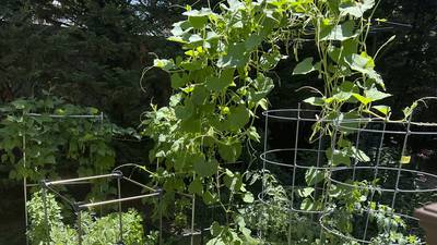 Transform your tiny garden into a lush haven with these creative tips