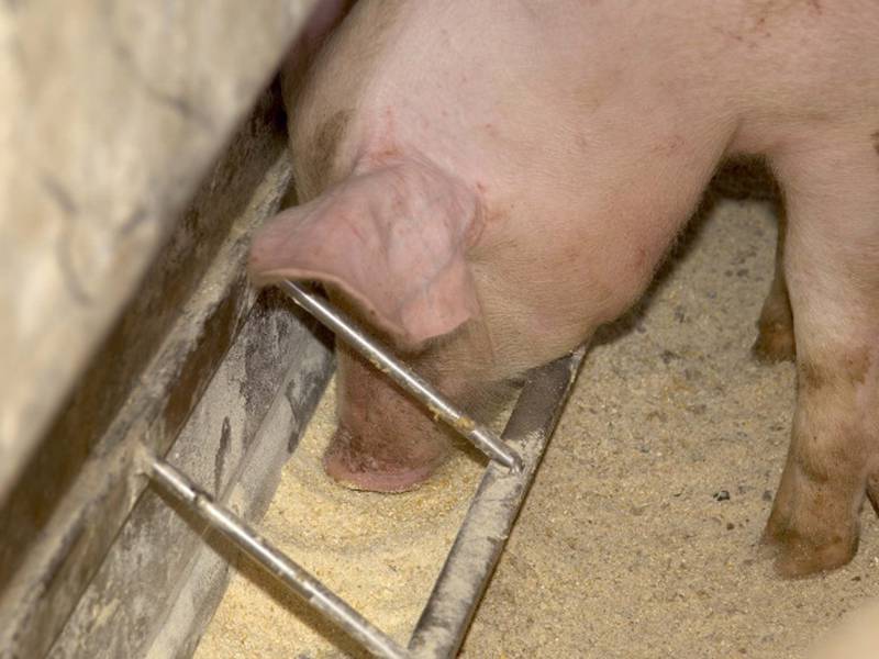 More meat, more meal: Pork, soy exports crucial for industry growth