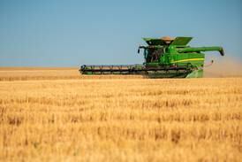 Best practices for wheat