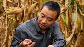 Purdue tests effects of perennial cover crops on soil health and corn production