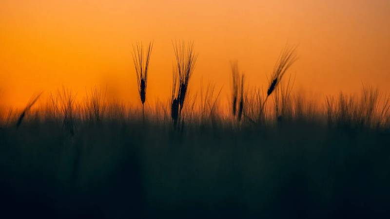 As the broader ag economy continues to struggle, row crop farmers face a particularly difficult time.