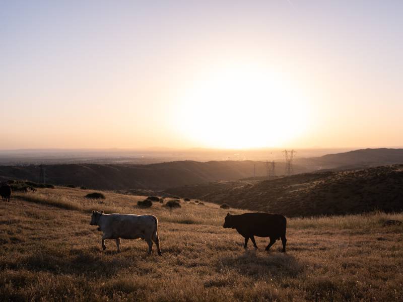 Could more cattle cause record beef prices to drop?