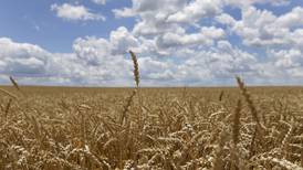 Slight uptick in winter wheat forecast