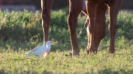 Eastern equine encephalitis confirmed in northern Indiana