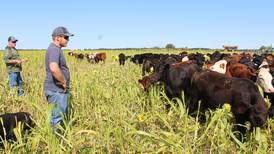 Cattle grazing cover crops added to Riskedal Farms