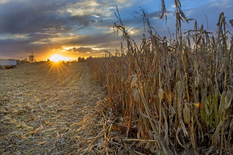 Stalks of corn await harvesting near Greenfield, Indiana.