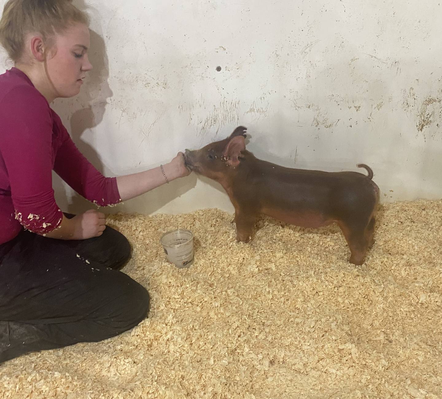 Hannah Miller raises Tamworth and Spot pigs for her FFA project that earned her a national proficiency award. In addition to showing pigs, the Prairie Central FFA member also sells show pigs to youth exhibitors.