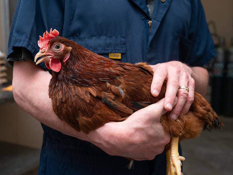 New assay offers way to combat threat of highly pathogenic avian flu