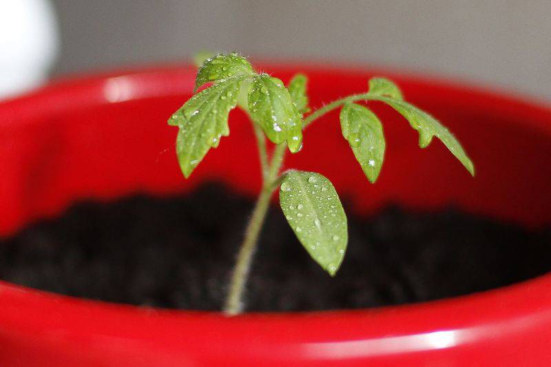 Starting your own seedlings for the garden is a great way to save money and grow varieties of flowers, vegetables and other plants not usually found in stores or garden centers.