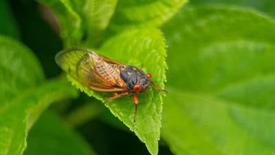 Extension Notebook: The cicadas are coming!