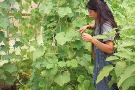 Apprenticeship sparks career for first-generation farmer