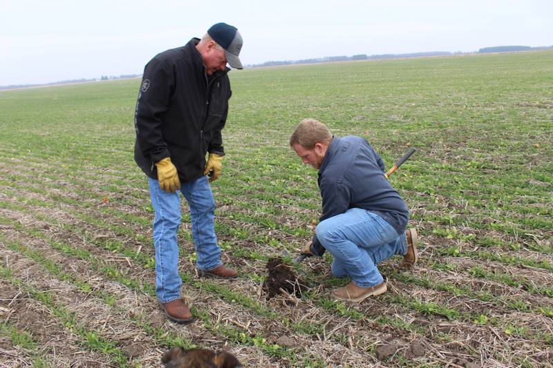 Brad Riskedal (left) and Stephen Riskedal check on the growth of the wheat in their field that is intercropped with radishes, lentils and flax. The cover crops will winter kill and leave the nutrients right at the roots for the wheat.
