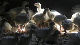 Fighting food poisoning: Sweeping poultry changes proposed