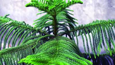 Deck the halls with Norfolk Island pines