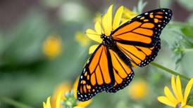 Farmers for Monarchs: Supporting an iconic species