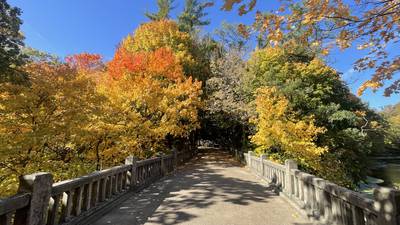 Extension Notebook: Colorful fall trees and shrubs in the landscape