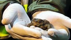 Citizen ‘Frog Patrol’ helps amphibians survive a dangerous road journey
