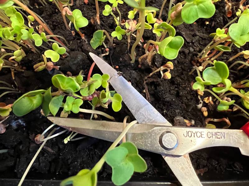 Indoor-grown microgreens are harvested.