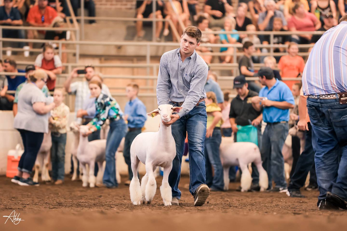 Kade Beckmier shows one of his sheep that he raised from his flock of 39 purebred ewes. His FFA project also includes managing seven acres of hay.