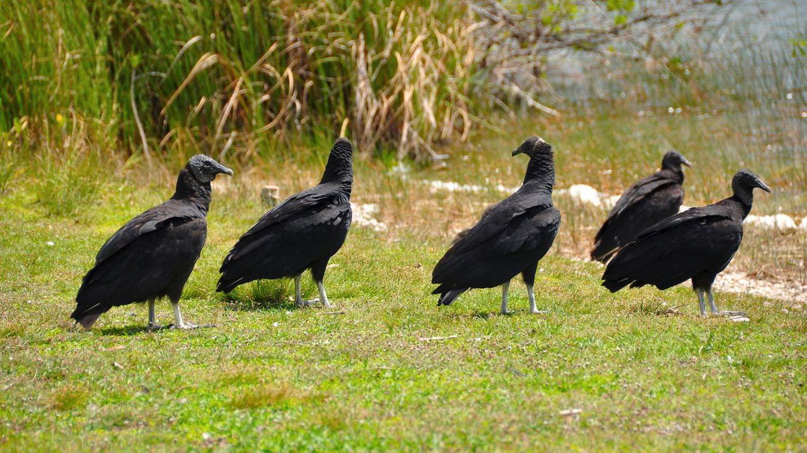 Vultures can prey on livestock – AgriNews