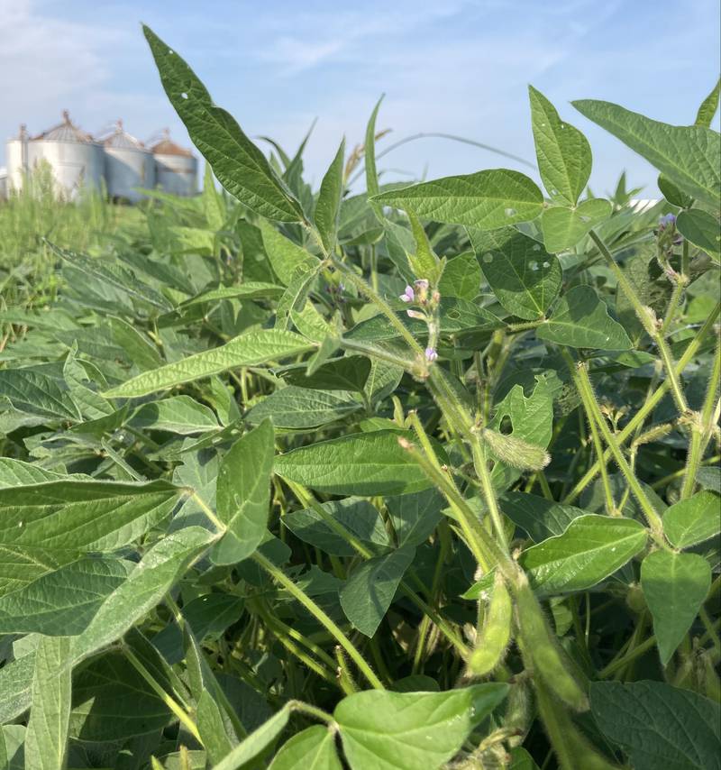 Illinois crop progress.