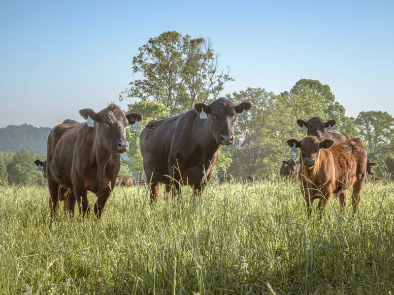 PI calves are silent spreaders of BVDV
