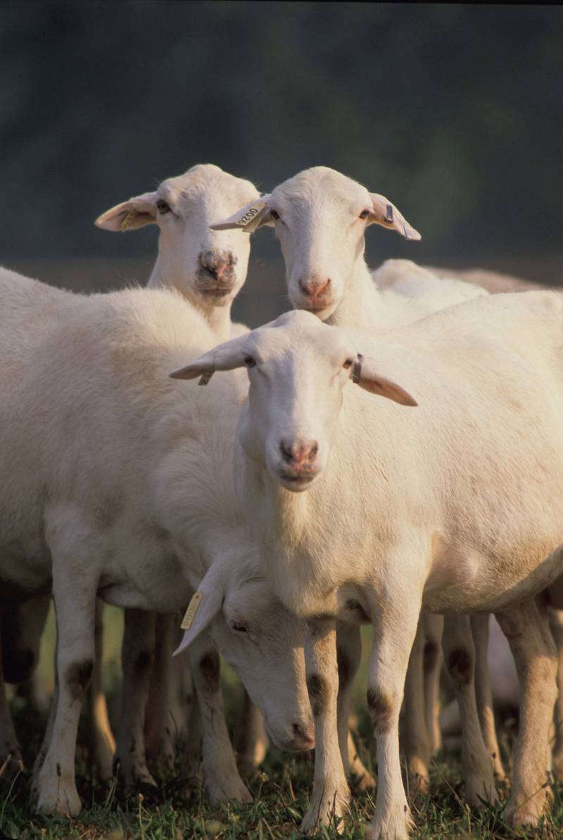 The Indiana Sheep Association is one of the oldest livestock organizations in Indiana. It was originally founded as the Indiana Wool Growers Association in 1876 to encourage local shepherds to come together to share ideas and expertise, to promote lamb and wool in the state and to educate communities about the value of sheep and the sheep industry.