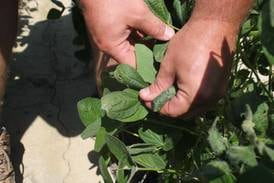 EPA approves restrictive OTT dicamba label