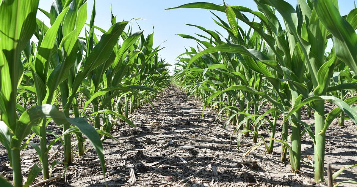 The three R's of good weed management – AgriNews
