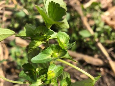 The AgriNews AgriMinute podcast: Keep an eye out for Asian copperleaf