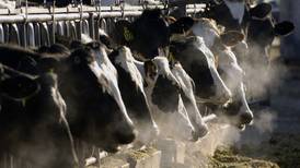 Proactive efforts underway to protect dairy herds