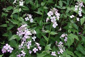 Invasive Species Awareness Week: Learn about troublesome species