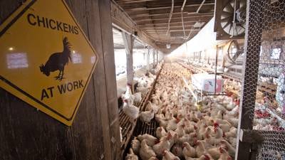 Defend the Flock: Biosecurity is key to preventing bird flu in poultry