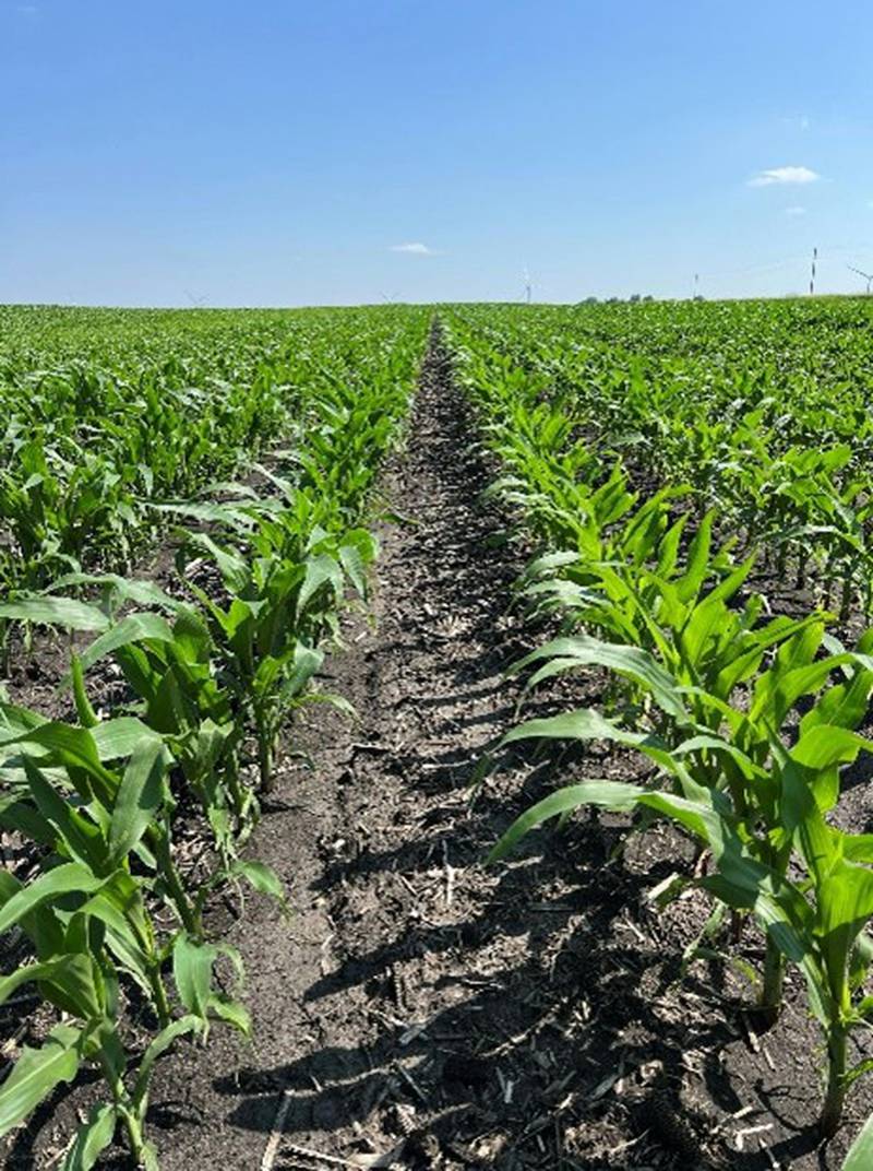 The four powerful residual ingredients in Storen complement each other, delivering unprecedented consistency of control compared to other leading corn herbicides. This means fewer weed escapes, less weed interference and a reduced weed seed bank for future years.