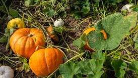 Plenty of pumpkins to go around this year