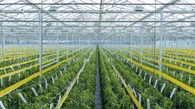 Martha Stewart-backed indoor farm starts shipping tomatoes