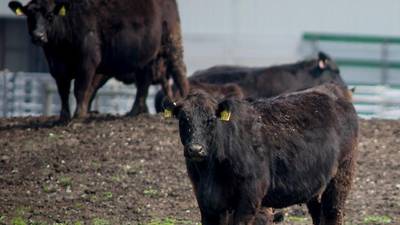 Become BQA certified in Illinois: Beef Quality Assurance meetings scheduled