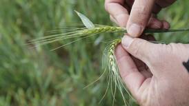 Wheat checkoff proposal public hearing held