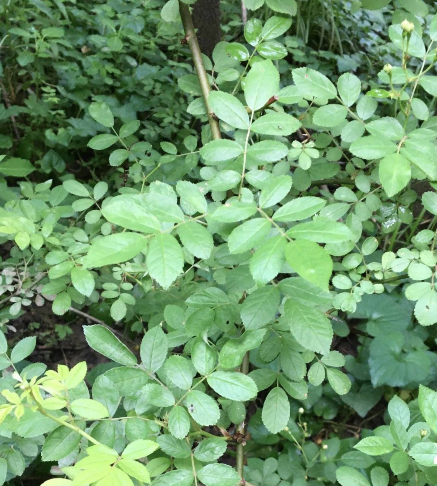 Multiflora rose forms dense thickets that invade pastures and crowd out native species.