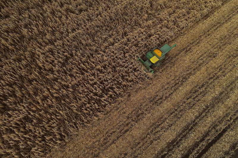 A harvester pushes through a field of grain corn.