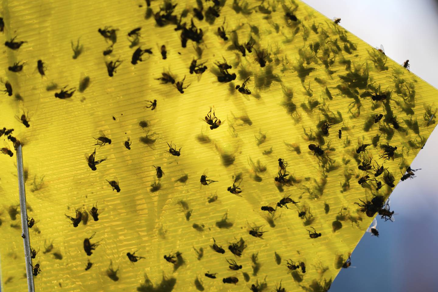 Flies of various species sit stuck in a trap near the pens of an auction in Hermosillo, Sonora state, Mexico.