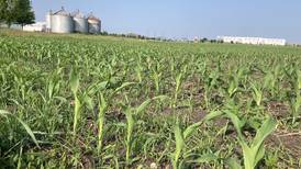 Illinois crop progress for week ending June 8