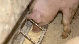 More meat, more meal: Pork, soy exports crucial for industry growth