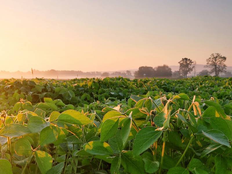 New sulfur trials find answers, questions