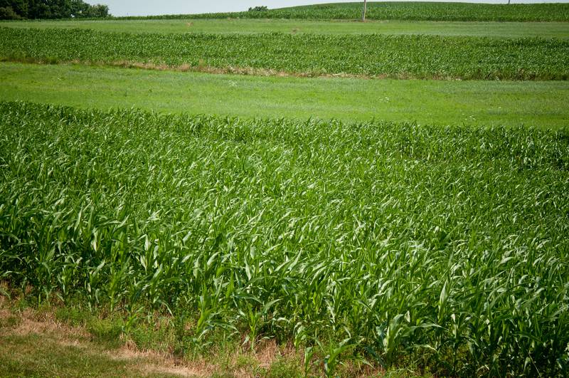 Early-season field scouting can help farmers gauge plant health.